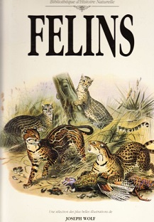 Couverture Felins